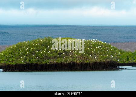 Foto all'alba di un'aurora di gregge sulle mangrovie (Bubulcus ibis) a Caleta Tortuga Negra, Isla Santa Cruz, Isole Galapagos, Ecuador. Foto Stock