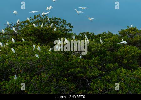 Foto all'alba di un'aurora di gregge sulle mangrovie (Bubulcus ibis) a Caleta Tortuga Negra, Isla Santa Cruz, Isole Galapagos, Ecuador. Foto Stock