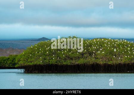 Foto all'alba di un'aurora di gregge sulle mangrovie (Bubulcus ibis) a Caleta Tortuga Negra, Isla Santa Cruz, Isole Galapagos, Ecuador. Foto Stock