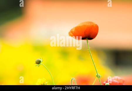 Bellissimi fiori di papavero rosso e campi di fiori gialli che ondeggiano come ballare nel fresco vento primaverile Foto Stock