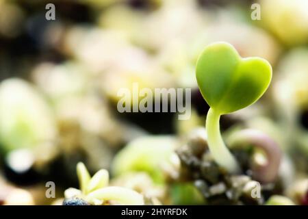 Foglie e steli di piante a forma di cuore con semi freschi di primavera verde che crescono in germogli nel terreno Foto Stock