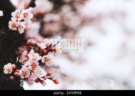 Fiori freschi di ciliegia primaverile in piena fioritura, la pioggia primaverile che cade sulle bellissime prugne, e piogge chiare e pulite e gocce d'acqua su t. Foto Stock