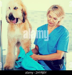 donna matura parrucchiera panni cucciolo di cane afghano in parrucchiere per cani Foto Stock