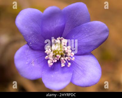 Primo piano di un fiore di kidneywort (Hepatica nobilis) in una foresta decidua in una giornata di sole in primavera, Vienna (Austria) Foto Stock