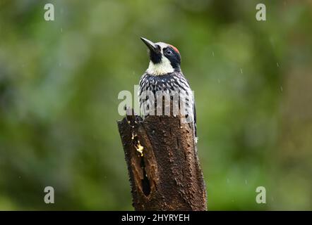 Acorn Woodpecker (Melanerpes formicivorus) arroccato su un tronco d'albero. Valle del Cauca, Colombia Foto Stock