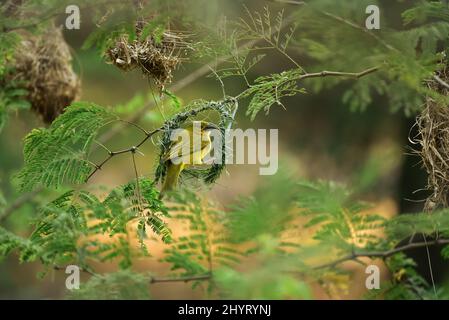 Holub's Golden Weaver (Ploceus xanthops) costruzione nido. Namibia Foto Stock