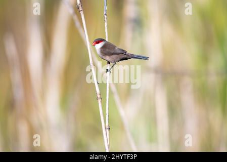 Comune uccello Waxbill, Estrilda astrild, arroccato in canne nella luce del sole a Trinidad e Tobago. Foto Stock