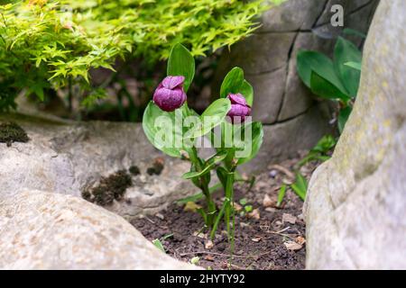 Orchidee selvatiche che crescono nel giardino Foto Stock