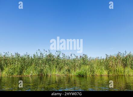 Bulrush verde sulla riva del fiume cristallo sotto il cielo blu chiaro con spazio copia Foto Stock