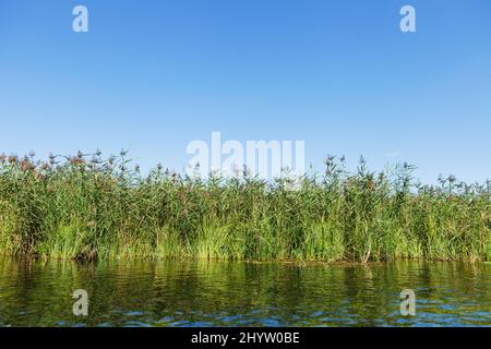 Bulrush verde sulla riva del fiume cristallo sotto il cielo blu chiaro con spazio copia Foto Stock