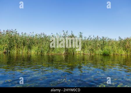 Bulrush verde sulla riva del fiume cristallo sotto il cielo blu chiaro con spazio copia Foto Stock