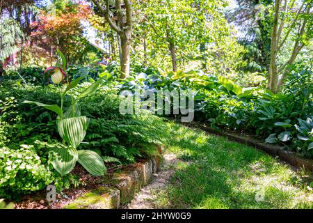 Orchidee selvatiche che crescono nel giardino Foto Stock