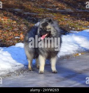 Soffice Lapphund finlandese in piedi sul terreno ghiacciato con la lingua fuori Foto Stock
