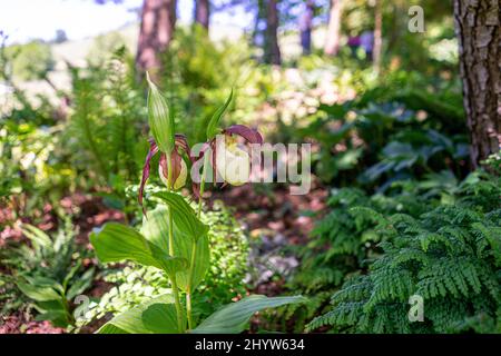 Orchidee selvatiche che crescono nel giardino Foto Stock