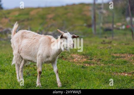 primo piano di una giovane capra bianca cammina al verde erba Foto Stock