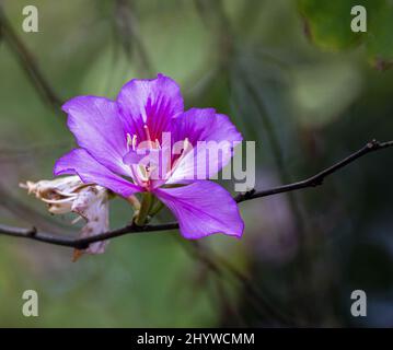 Primo piano di una bella Bauhinia variegata fiori con uno sfondo sfocato Foto Stock