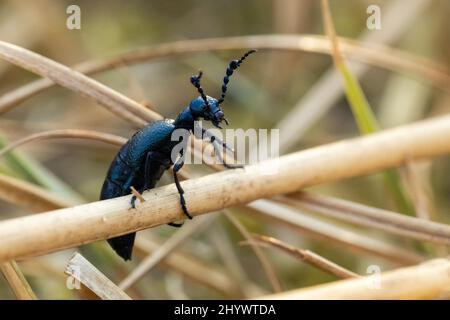 Colpo di coleottero europeo seduto su un bastone Foto Stock