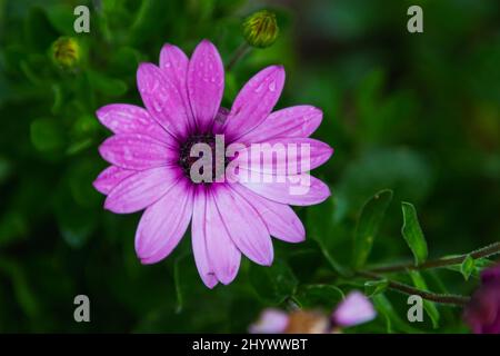 Primo piano di un bel fiore viola fresco su uno sfondo di erba verde cresce in un giardino di casa, vista dall'alto Foto Stock