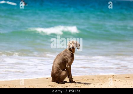 Silhouette isolata del cane Braque de Weimar in spiaggia Foto Stock