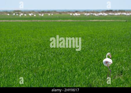 Vista sui risaie del Delta del Ebro con fenicotteri rosa in una giornata di sole. Foto Stock