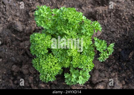 Pianta di prezzemolo singola in un letto di erbe con suolo scuro nell'orto, alto angelo vista da sopra fuoco selezionato, profondità stretta di campo Foto Stock