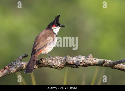 Il bulbul rosso-bisbiglio (Pycnonotus jocosus), o bulbul crestato, è un uccello passerino nativo dell'Asia. Fa parte della famiglia bulbul. Foto Stock