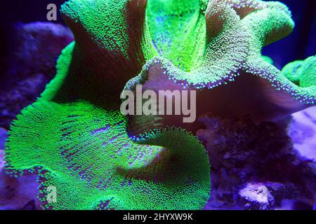 Ultra Neon Green, corallo in pelle di polipo in acquario Foto Stock