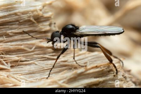 Marzo flie, Bibio su legno, macro foto Foto Stock