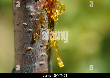 resina vegetale Foto Stock