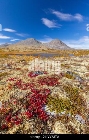 Bearberry alpino e lichen renna sulla tundra in autunno e la catena montuosa Stygghøin a Døråldalen, Rondane NP, Innlandet, Oppland, Norvegia Foto Stock