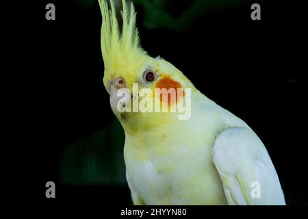 Ritratto in cockatiel bianco e giallo su sfondo nero. Foto Stock