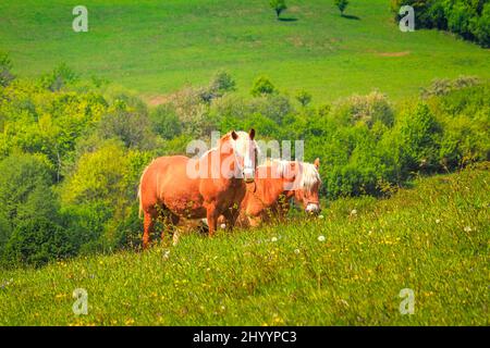 Cavalli su prato verde in paesaggio rurale. Foto Stock