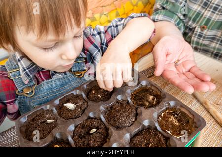 boy pianta semi di zucca in compresse di torba in una piccola serra Foto Stock