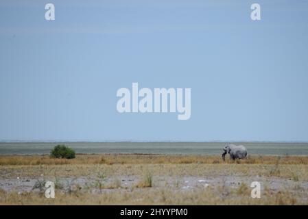 Foto di un elefante grigio coperto di fango dal parco di Etosha Foto Stock