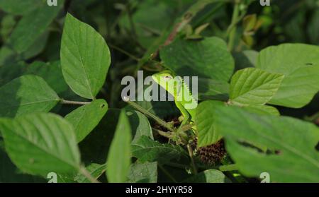 Primo piano di un giovane verde di colore comune giardino lucertola testa sollevata mezzo di foglie di erba Foto Stock