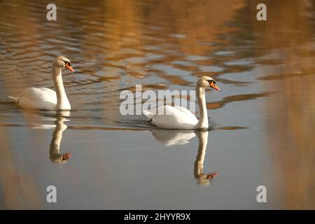 Coppia di cigni nuota attraverso il lago. 2 uccelli bianchi in acqua calda riflettente. Vista laterale. Foto Stock