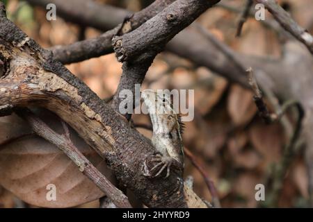 Vista ravvicinata della testa di un giardino orientale femminile di lucertola (Calotes versicolor) tra i ramoscelli morti Foto Stock