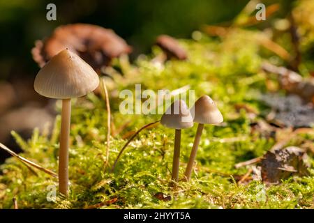 Funghi piccoli tra il muschio su un albero vecchio Foto Stock