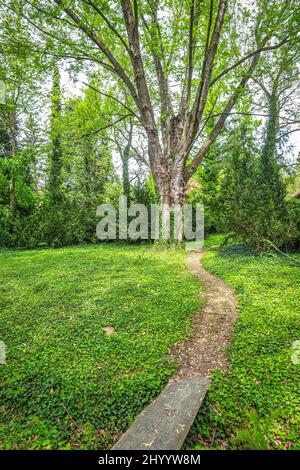 Passerella con un ponte di legno accanto agli alberi nell'arboreto. Foto Stock