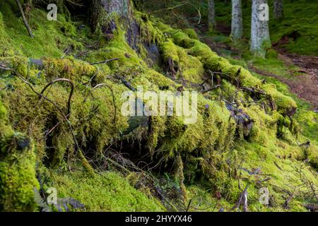 Muschio che cresce su alberi caduti nella Whinlest Forest, Lake District, Inghilterra Foto Stock