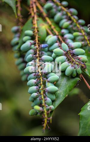 Mahonia aquifolium, l'uva Oregon, pianta in primo piano su uno sfondo sfocato. Foto Stock