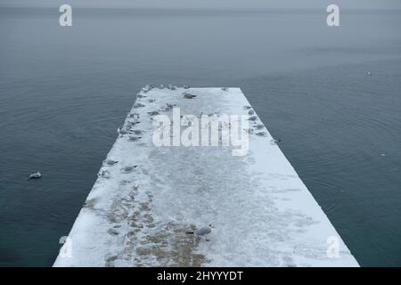 Un gregge di gabbiani sul mare sta lottando per il cibo. Foto Stock