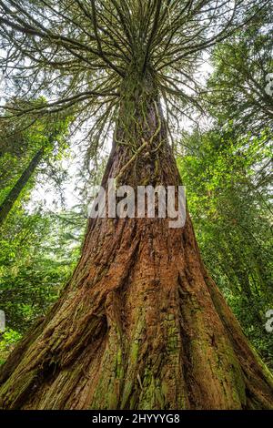 Vista dal basso di una sequoia gigante dell'albero (nome latino Sequoiadendron giganteum), conosciuta anche come sequoia gigante. Foto Stock