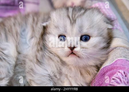 Gatti e cuccioli diritti scozzesi Foto Stock