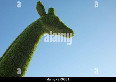 Giraffa in erba. Figura giardino di giraffa. Testa di animale contro il cielo. Dettagli del parco. Foto Stock