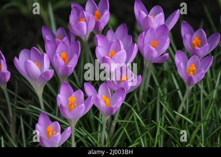 un gruppo di bellissimi croci viola con francobolli gialli e foglie verdi primo piano è in fiore in inverno Foto Stock