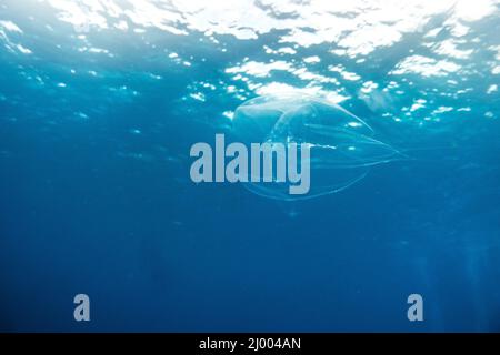 meduse che nuotano la superficie dell'oceano come sfondo a cozumel, messico Foto Stock