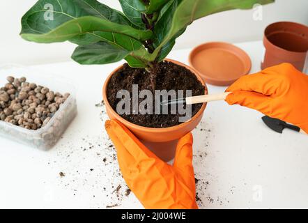 Il processo di trapiantare un flowerpot-ficus lyrata. Mani in attesa di un trapianto di ficus. Vaso casa pianta ficus lirata. Giardinaggio domestico. Piante che un Foto Stock