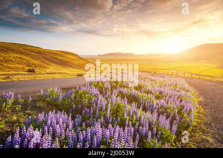 Magica fioritura della valle lupino incandescente dalla luce del sole di giorno. Scena mattutina insolita e meravigliosa. Popolare attrazione turistica. Posizione luogo islandese sud Foto Stock