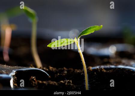 Casa coltivando i verdi, ramo germogliato con le foglie dal terreno in casa. Microgreen Foto Stock